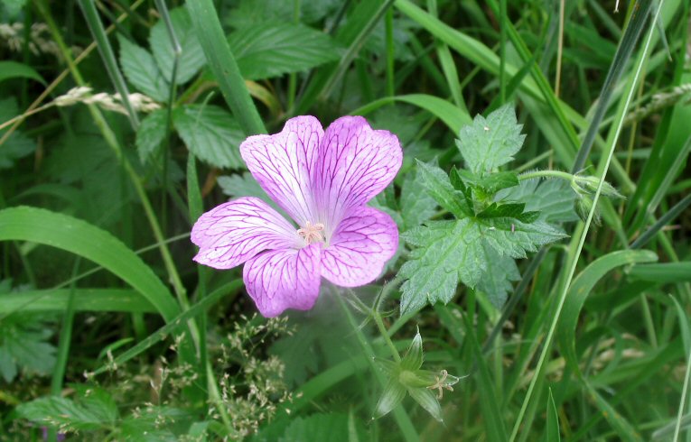 Druce's Cranesbill